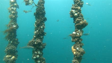 Offshore longline mussel farms: a review of .